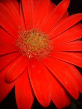fiore04